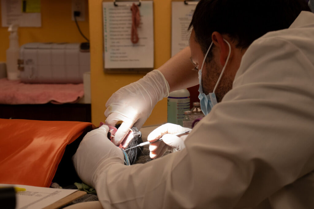 Pet Dental Care Near Me 94598 Animal Care Hospital of Walnut Creek